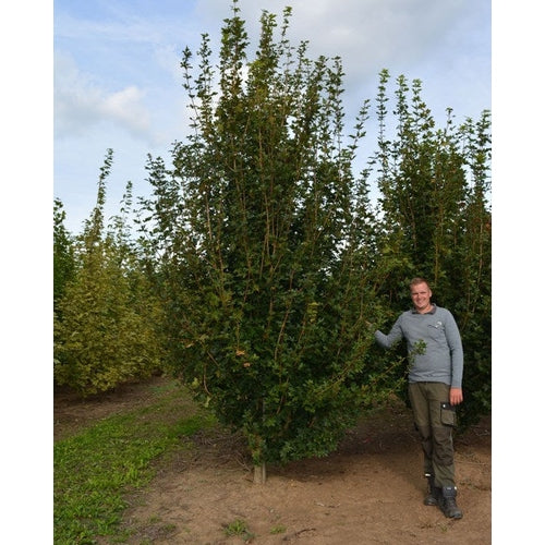 Naverlönn - Acer campestre 'Huibers Elegant' - Stammens omkrets 14-16 cm, höjd 3,5-4 meter, GEV